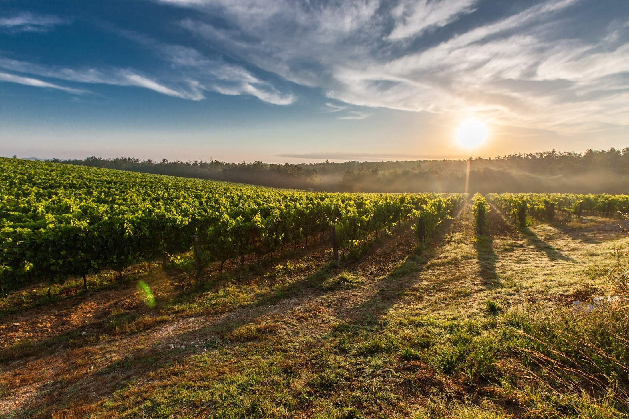 Alles over Italiaanse wijnen - VinoItaliano.eu